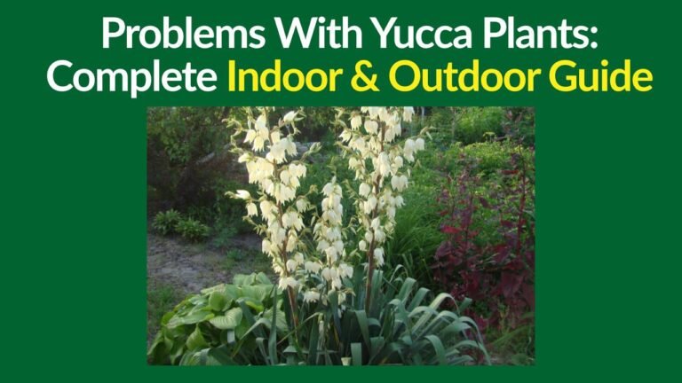 Problems With Yucca Plants