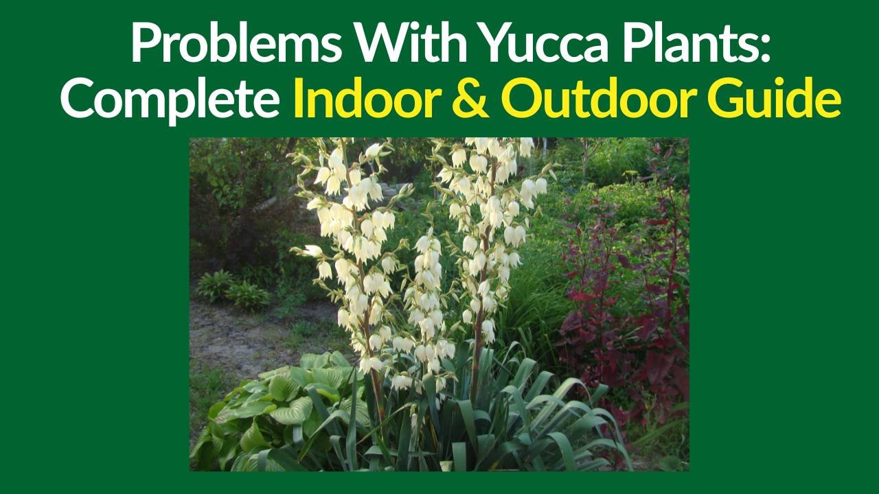 Problems With Yucca Plants
