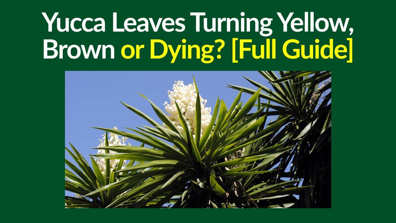 Yucca Leaves Turning Yellow
