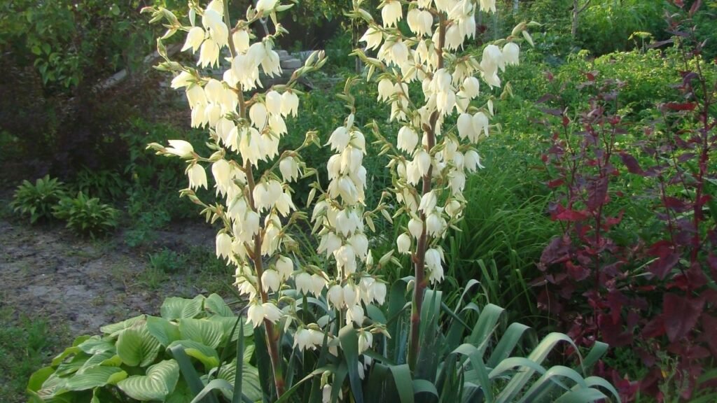 Yucca Removal Cost Melbourne